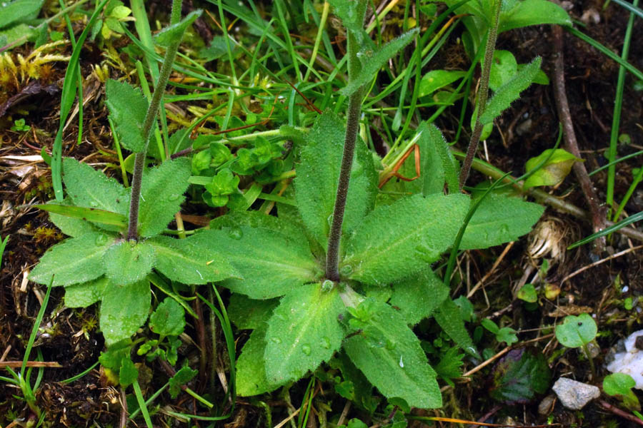 Draba muralis / Draba dei muri